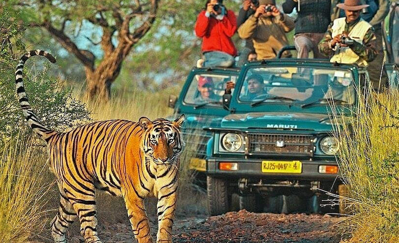 Jaipur Ranthambore Tour